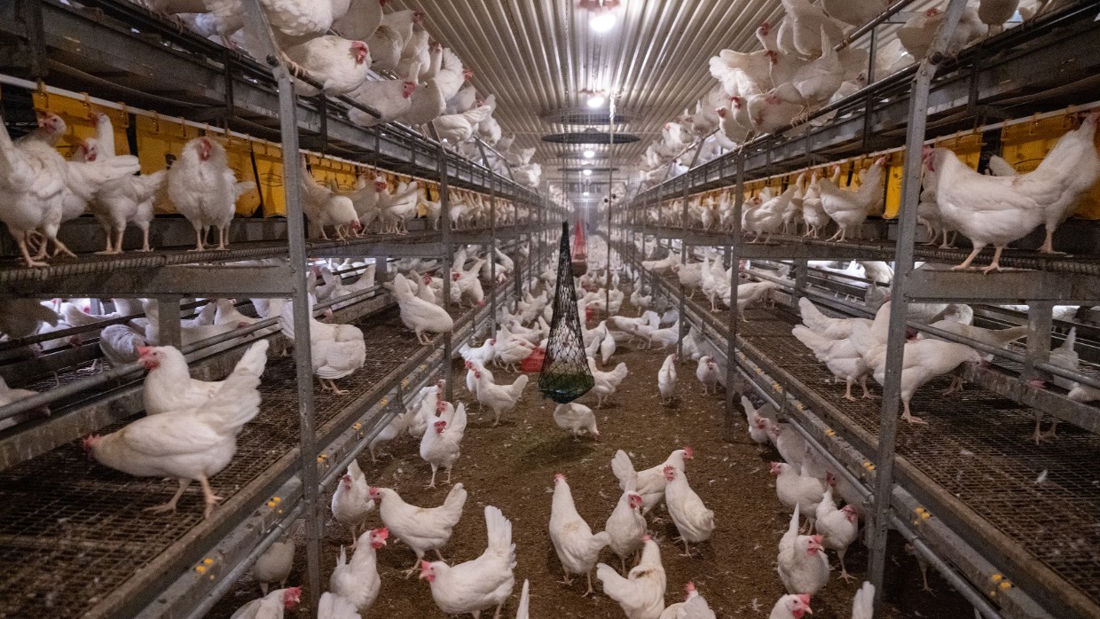 Ett värphönsstall. Foto.