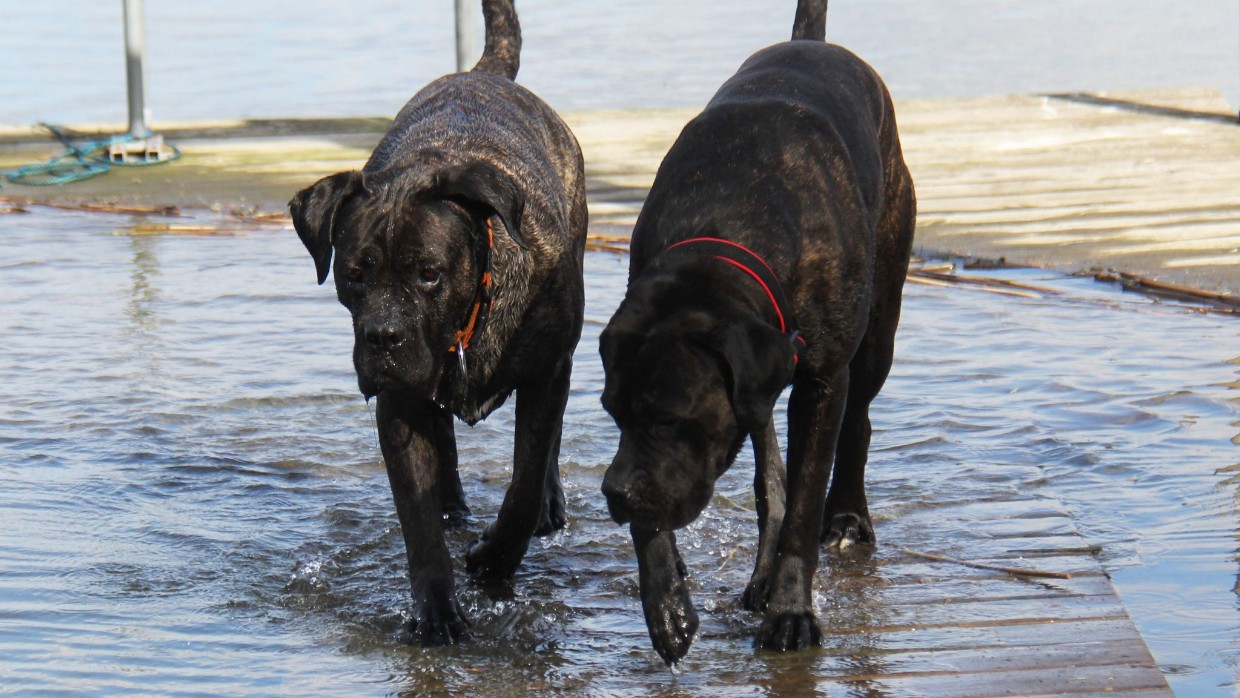 Två mörka hundar vadar på en brygga som sjunkit ner i vattnet. Foto.