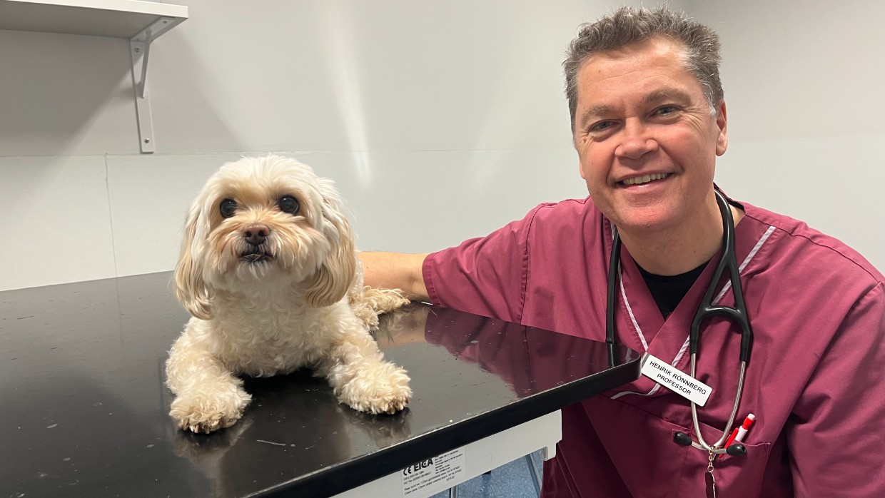 A small white dog rests on a table. Next to the table is a smiling veterinarian with red working clothes and a stetoscope. Photo. 