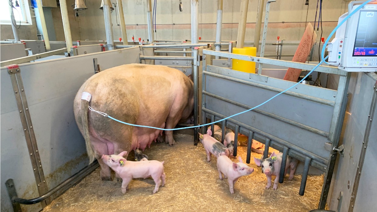 En sugga med kultingar. På svansen sitter en blodtrycksmätare. Foto.