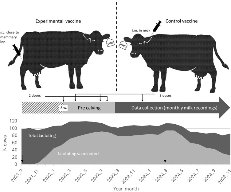 Illustration of two cows, and a graph.