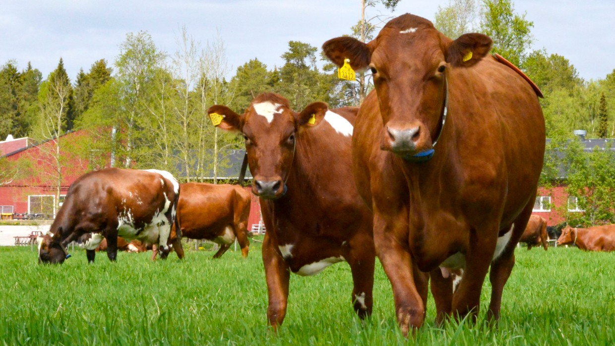 Cows grazing on pasture. Photo