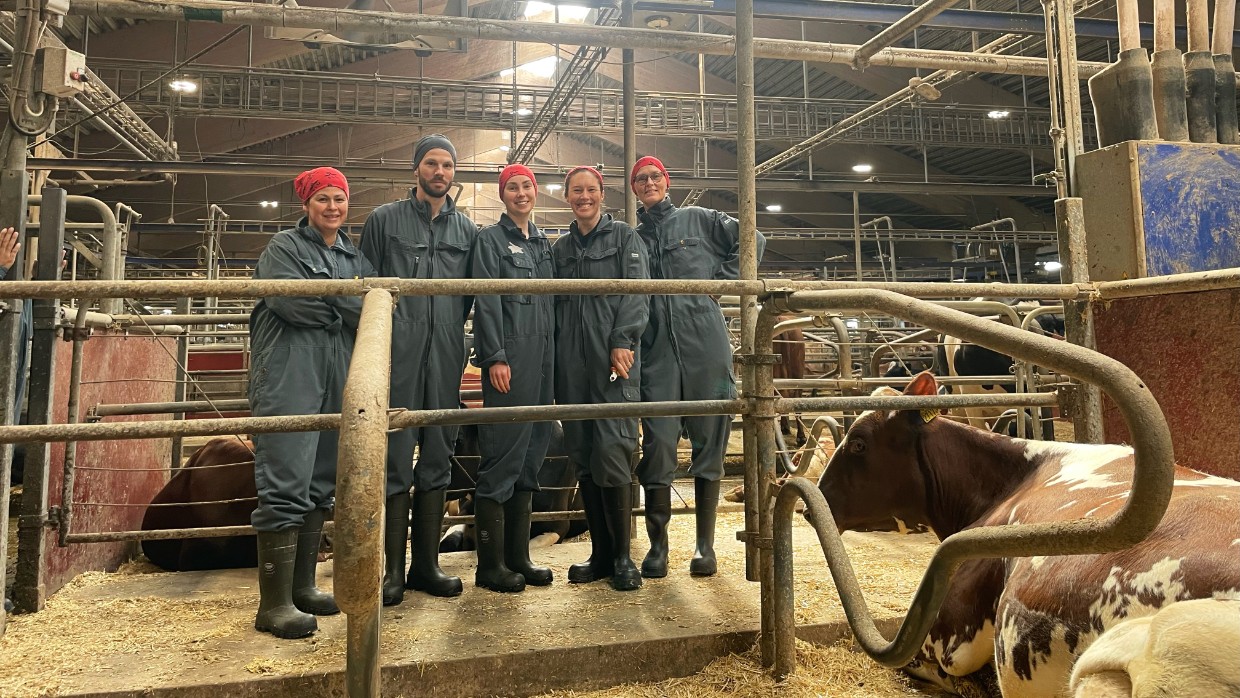Five people in working clothes in a cow stable. Photo. 