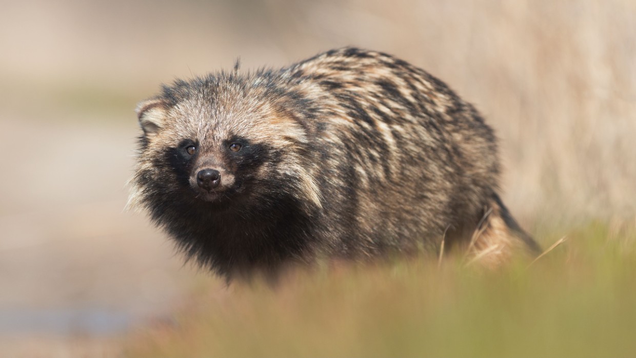 A raccoon dog. Photo. 