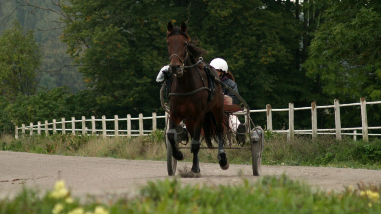 En travhäst som springer med en sulky och en person med vit hjälm. Foto.