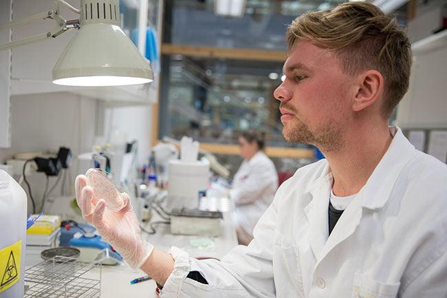 A young male graduate student examines a smear in a laboratory setting. Photo.