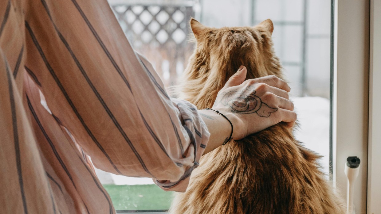 En människa med tatuering på handen klappar en orange katt som tittar ut genom ett fönster. Foto.