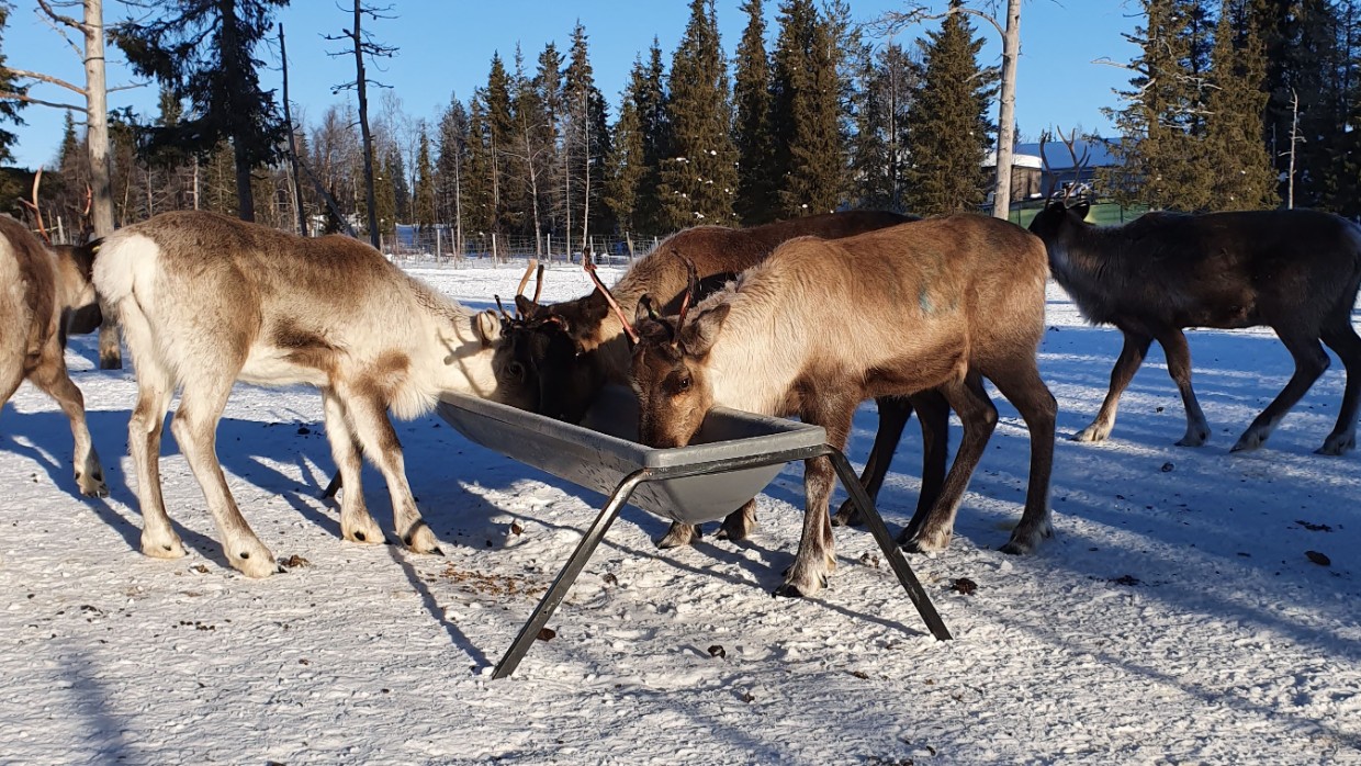 Renar utfodras i ett snötäckt landskap med granar i bakgrunden. Foto. 