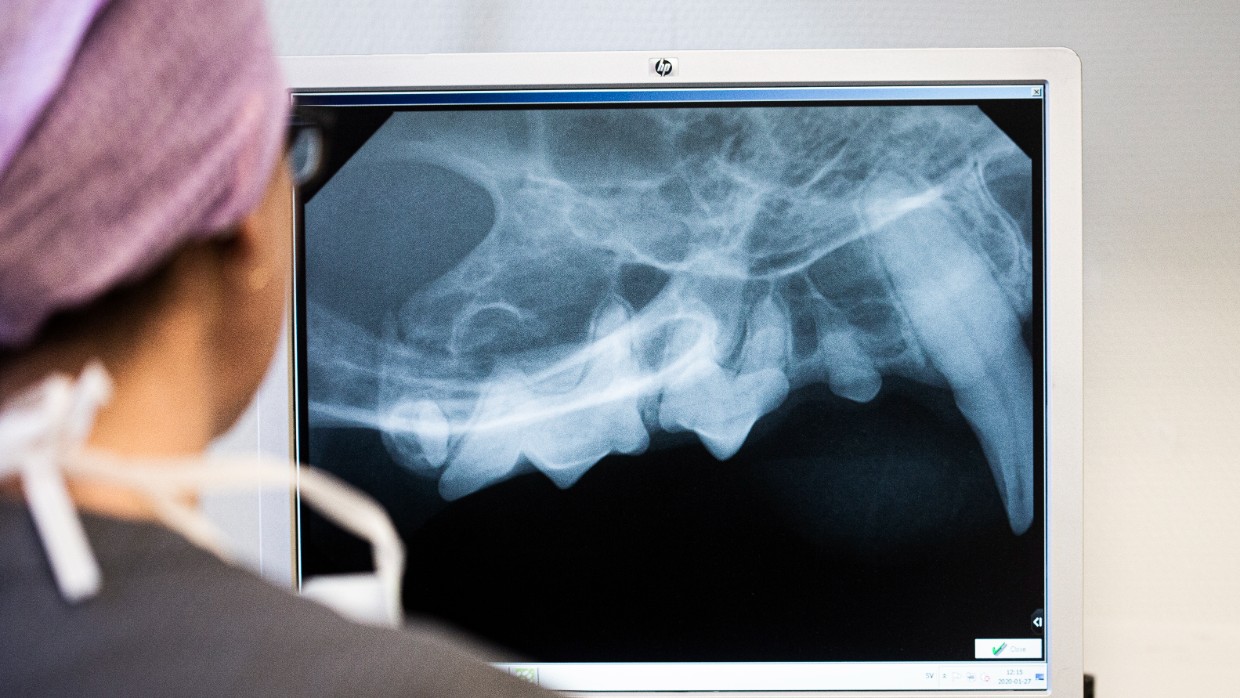 En veterinär tittar på en röntgenbild av tänder. Foto.
