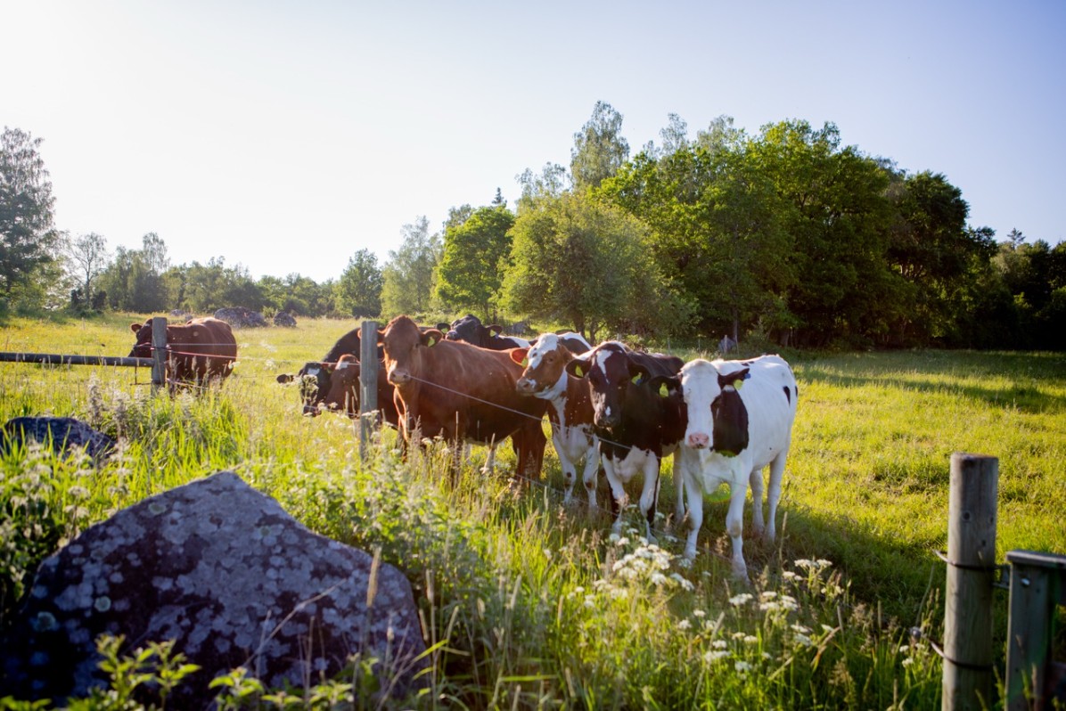 En grupp kvigor på naturbete. Foto: Jenny Svennås-Gillner