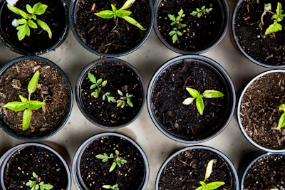 Seeds in pots.