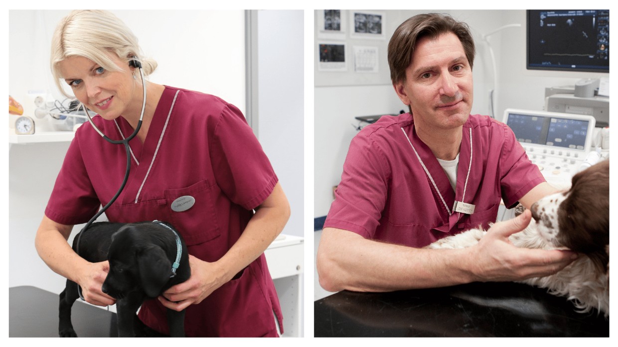 Two veterinarians examining dogs in a veterinary clinic.