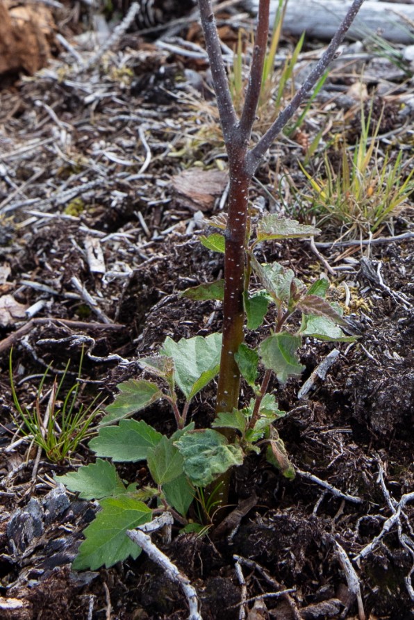 Björkplanta med symptom. Foto. 