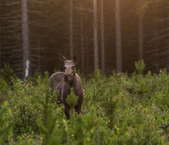 Moose. Photo. 