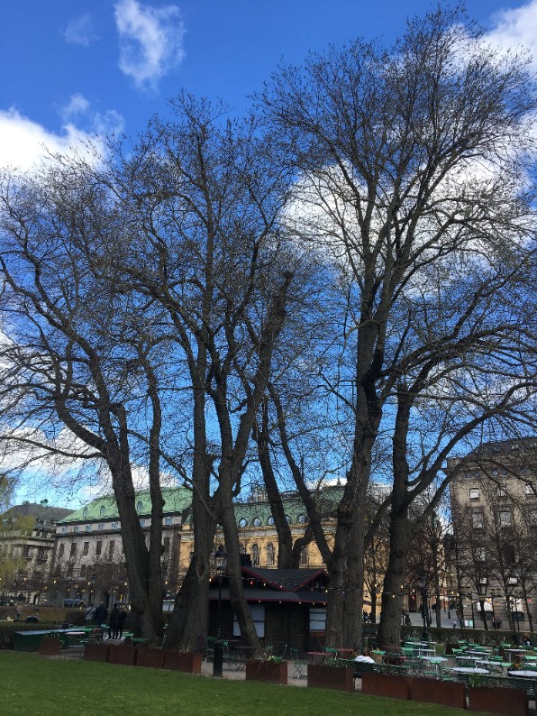 Alm i Kungsträdgården i Stockholm. Foto. 