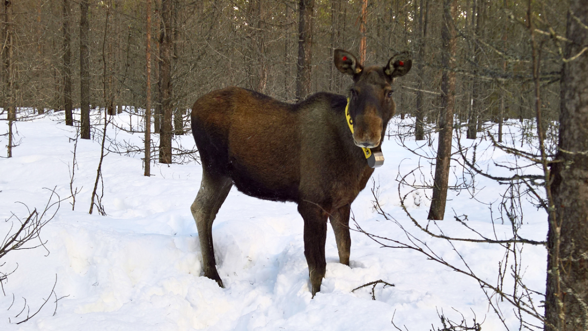 älg snöig skog