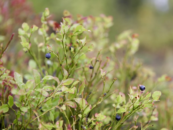 Blue berries. Photo.
