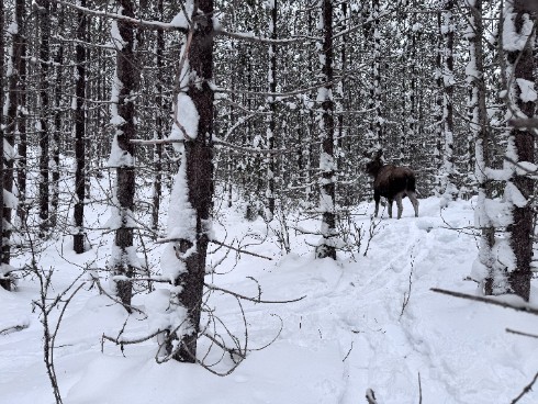 Moose in vinterforest. Photo. 