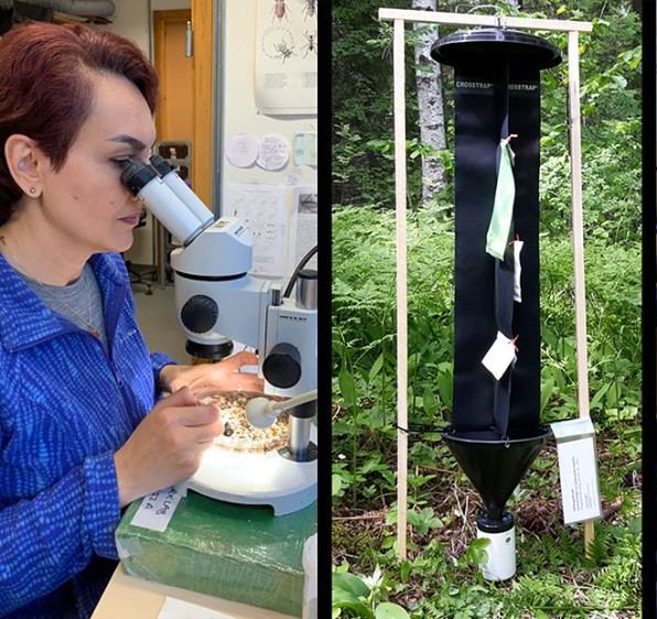 Researchers with microscopes and scent traps. Photo.