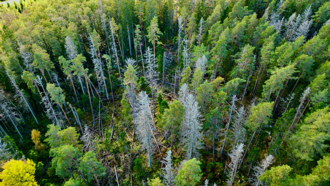 Drone image over forest with trees with infestation. Photo. 