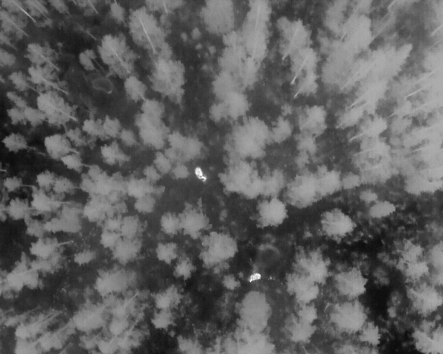 Drone image of moose in forest. Photo. 