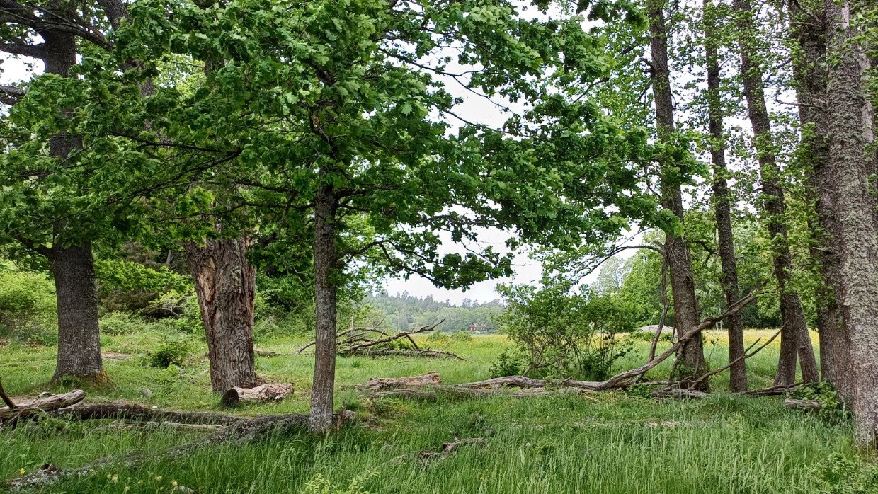 Broadleaf-trees. Photo. 