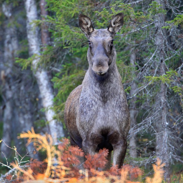 Moose. photo. 