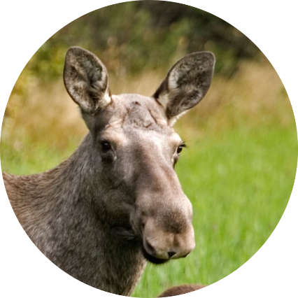 älg