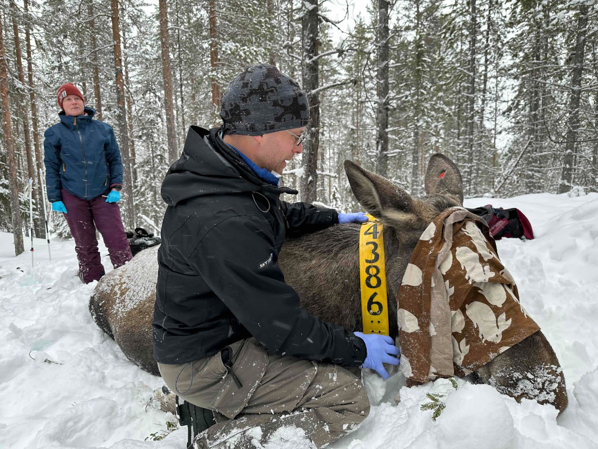 man with moose in the winter forest