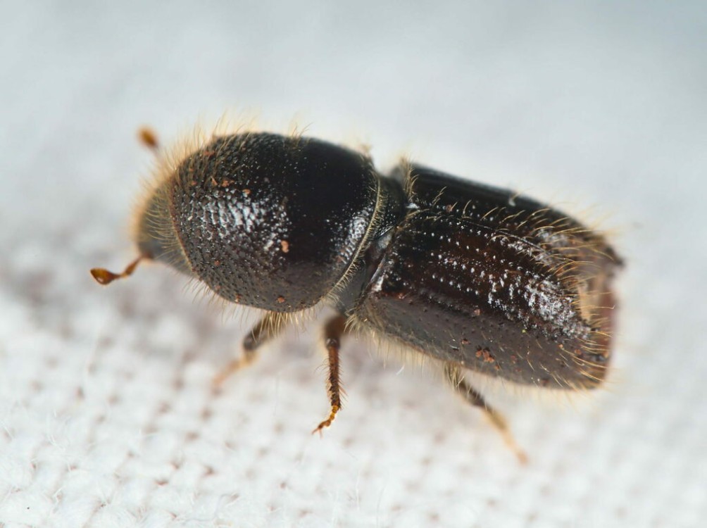Spruce bark beetle. Photo. 