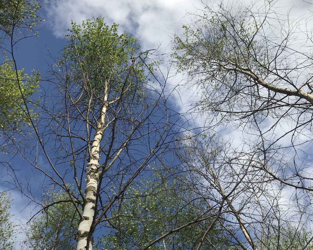 Birch with symtoms. Photo. 