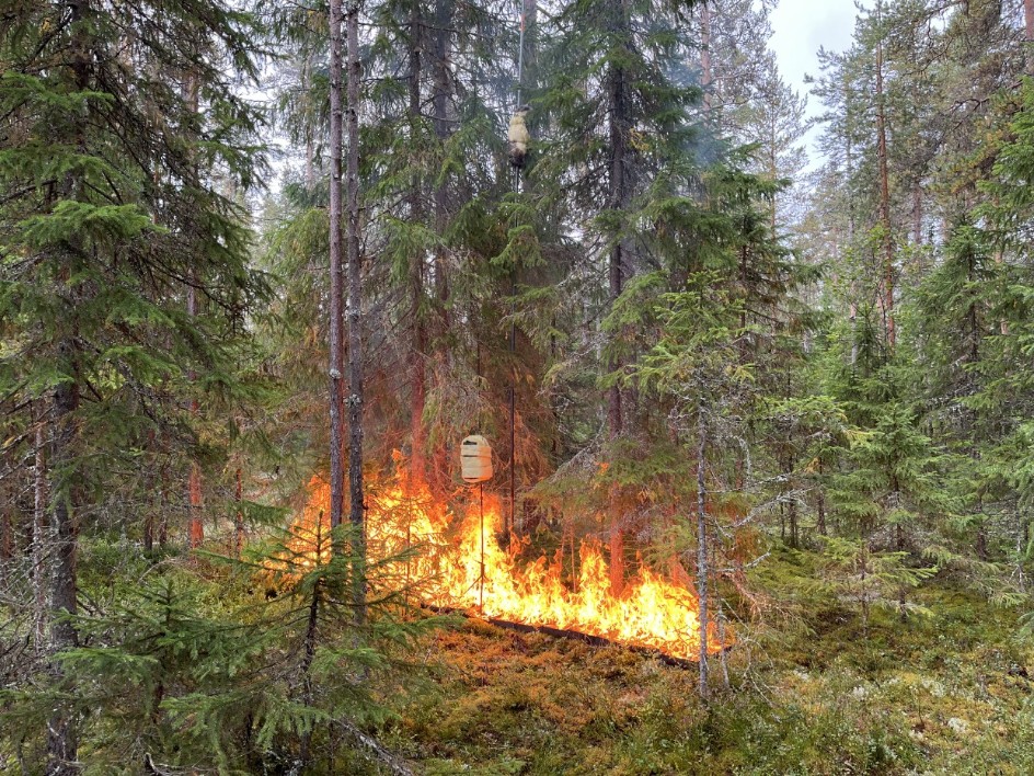 Test av brand experiment i skogen. Foto. 