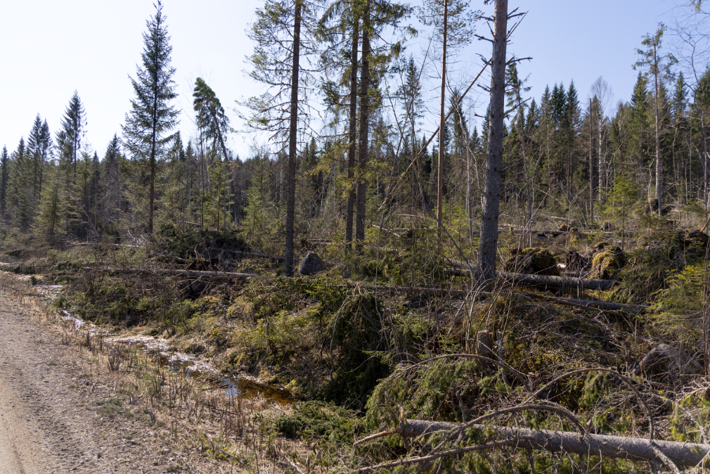 Stormfelled forest. Photo. 