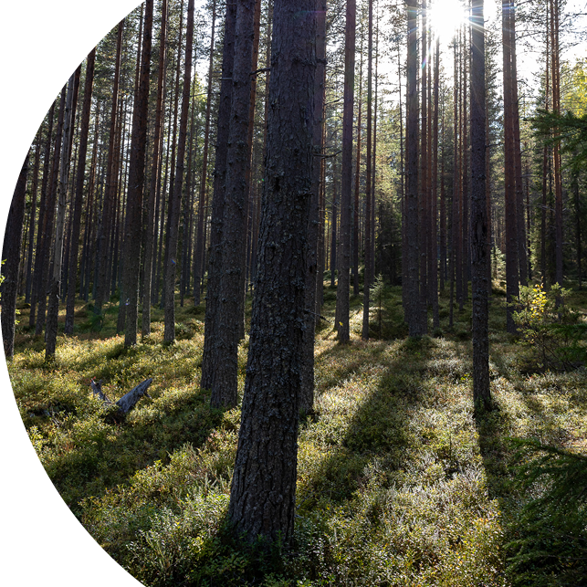 Sunlight in a coniferous forest.