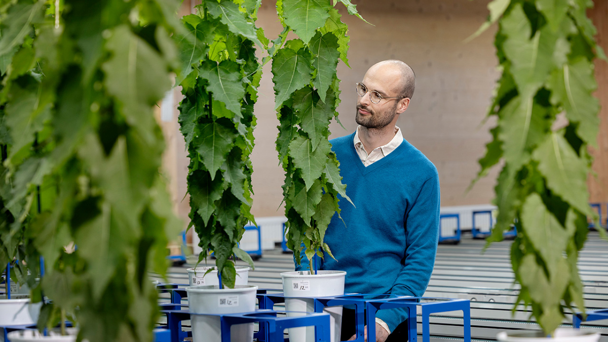 man vid hängen med blad