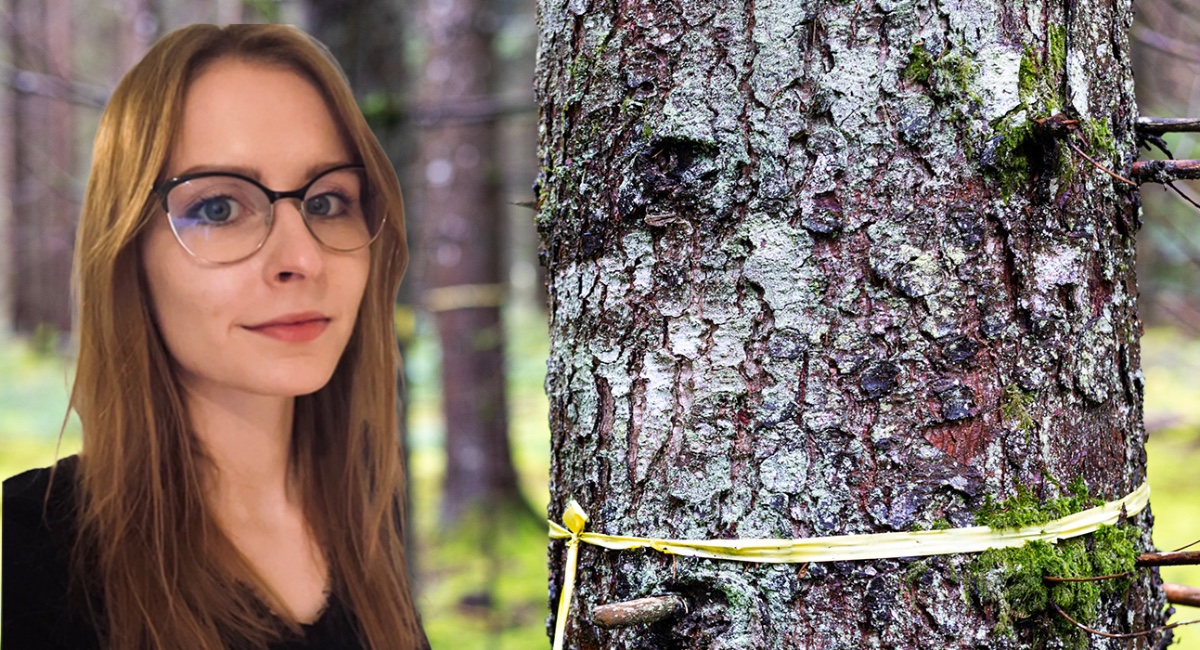 kvinna och granskog