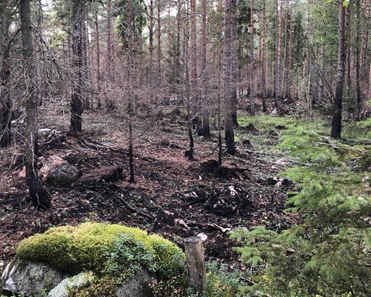 Bränd skog. Foto.