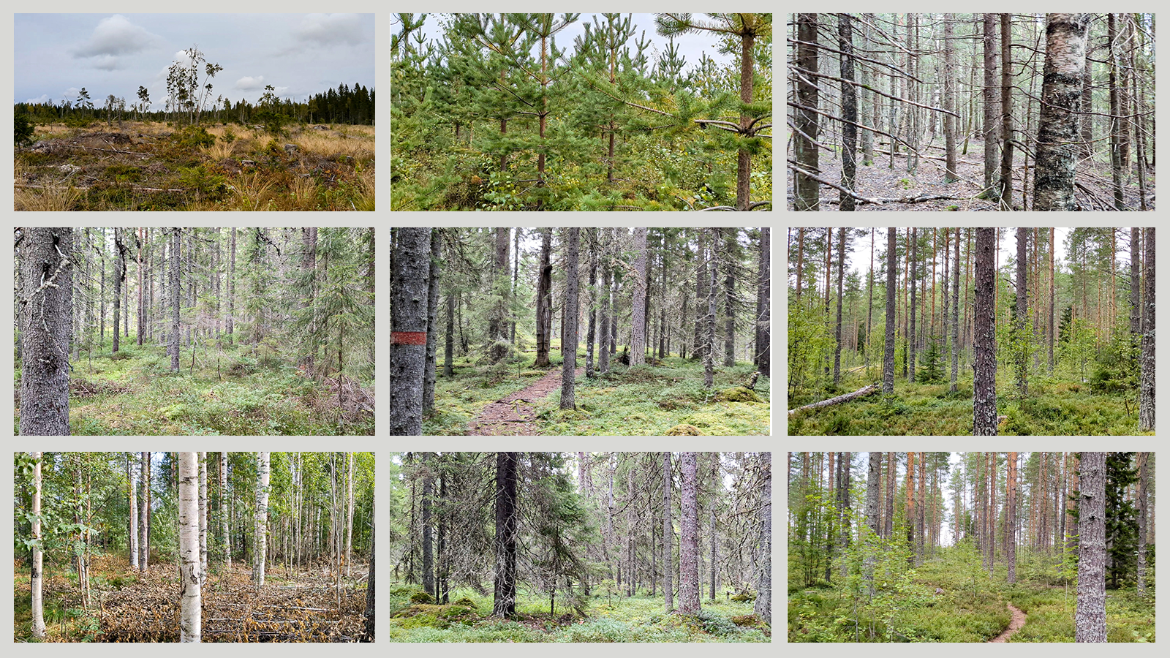rösta på finaste skogen
