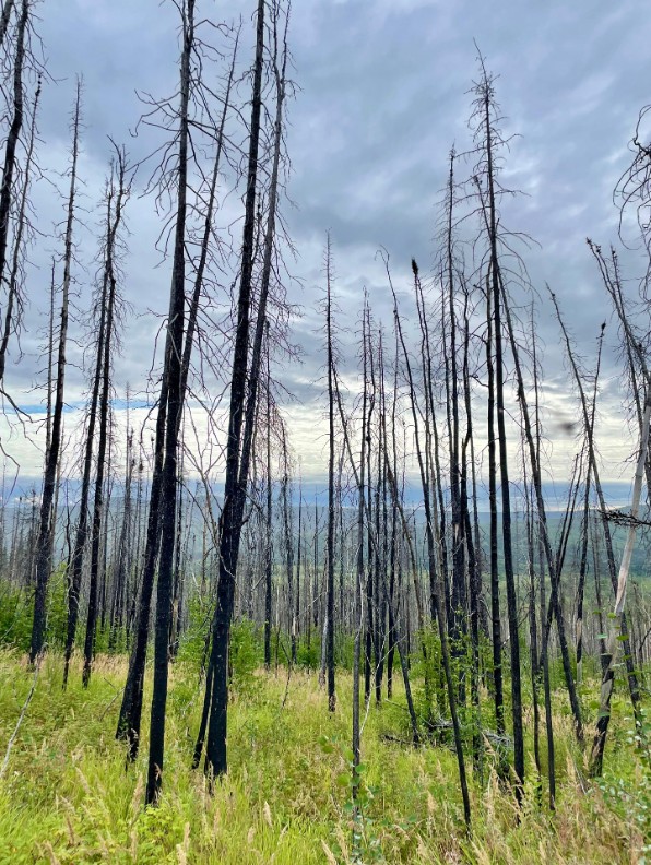 Post fire in Alaska. Photo. 