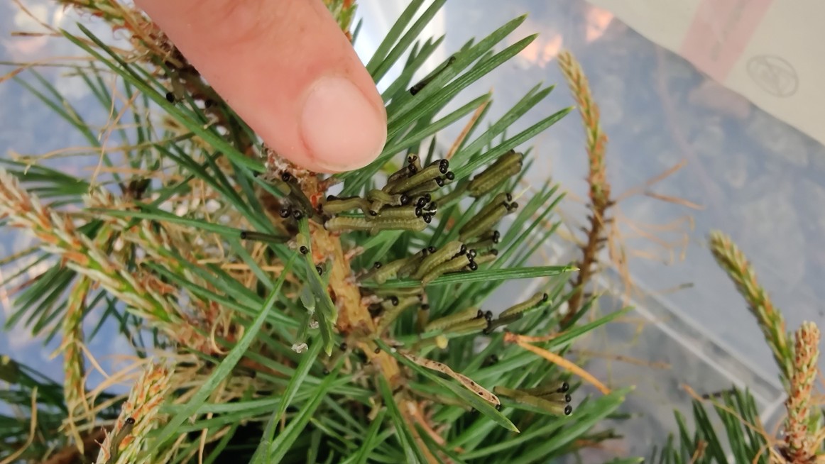Saw flies on pine, finger pointing. Photo. 