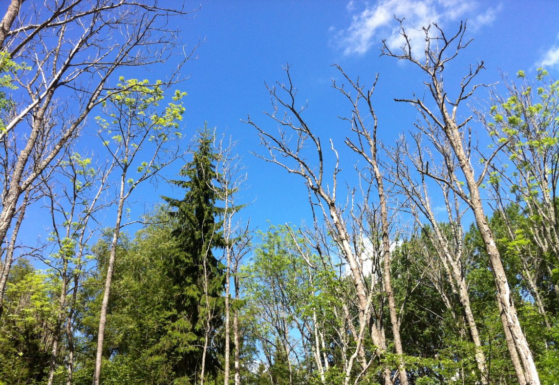 Affected trees from ash dieback. Photo. 