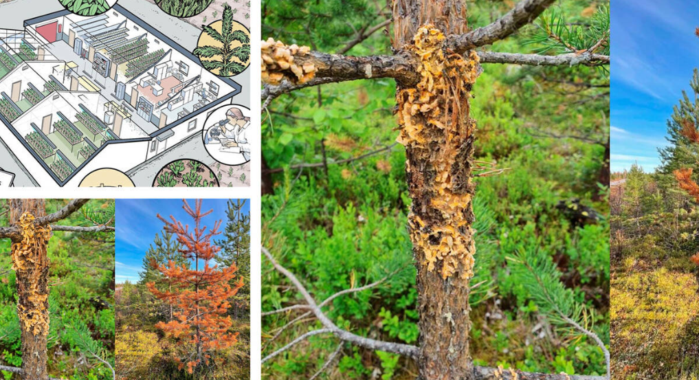 Collage for the call. Picture