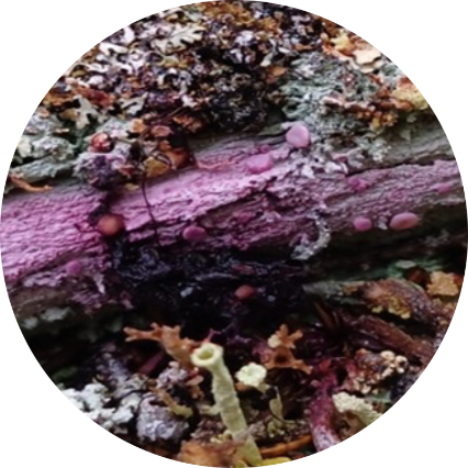 svampar på en stock