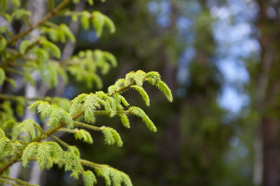 Spruce. Photo. 