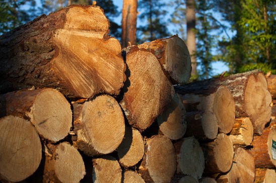 Timber. Photo.