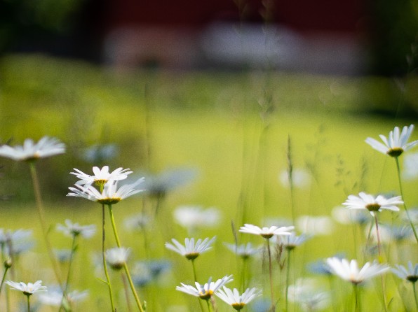 Flowers. Photo. 