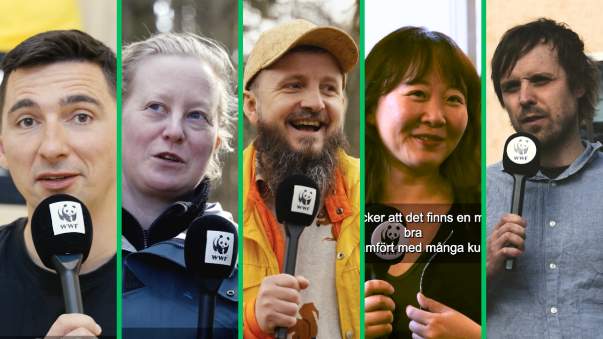 collage av porträtt