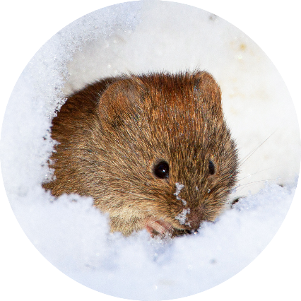 sork i snö