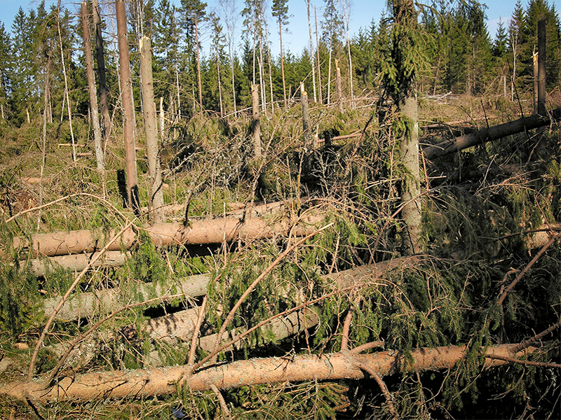 Storm damaged forest. Photo.  
