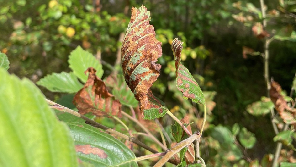 Infested alder. Photo. 
